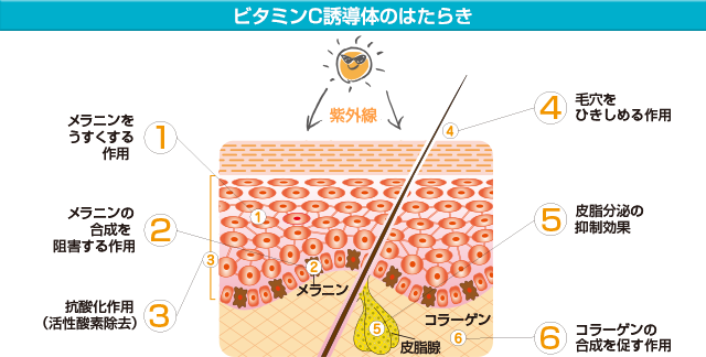 ビタミンC誘導体のはたらき